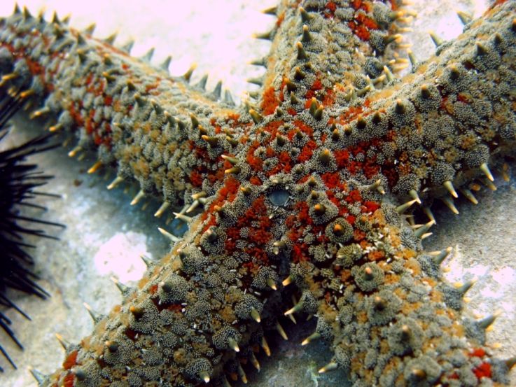 Marthasterias glacialis (Linné, 1758)